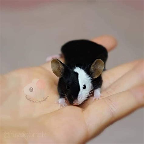 polish mouse breeder shares  pics   fancy mice bored panda