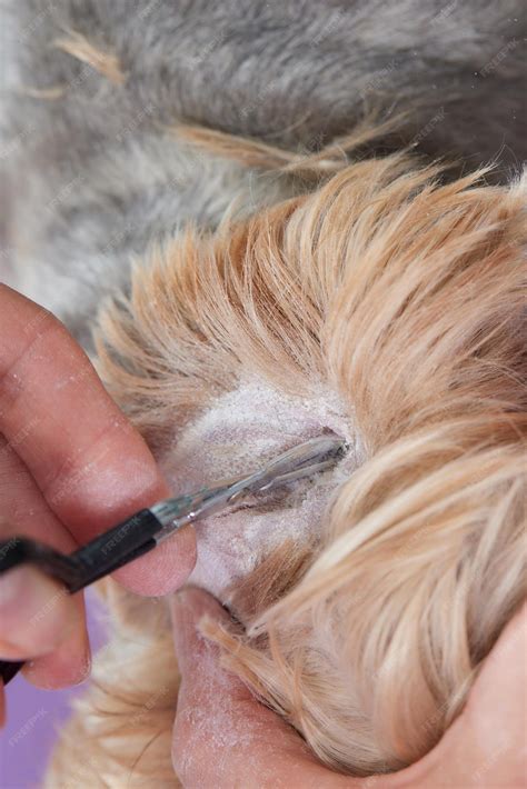 Premium Photo | Female groomer haircut yorkshire terrier on the table
