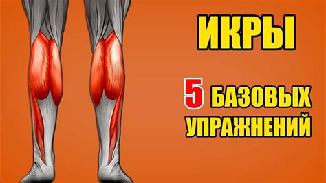 ИКРЫ. 5 базовых упражнений. Техника / Биомеханика - Икроножные мышцы ...