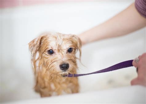 Oatmeal Bath for Dogs – Top Dog Tips