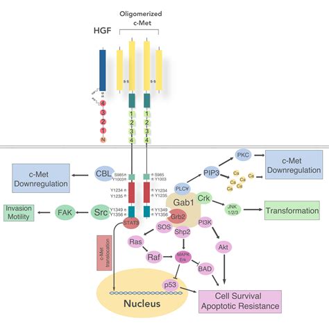 Cancers | Free Full-Text | Activated HGF-c-Met Axis in Head and Neck Cancer