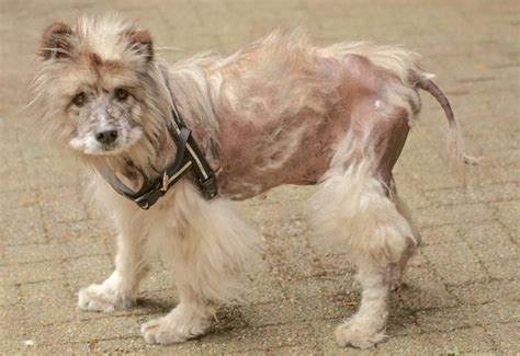 how to promote hair growth on dogs