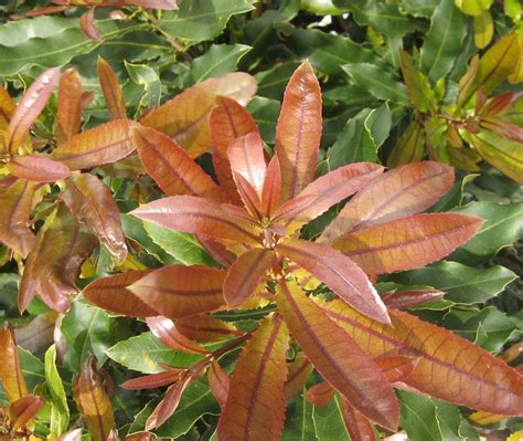 Макадамия – дерево и древесина – Macadamia integrifolia