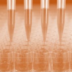 Transfection Information - HEK293 CELL LINE