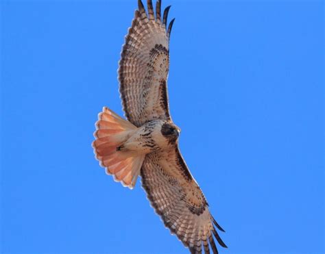 Hawks in Texas - BirdsExpert