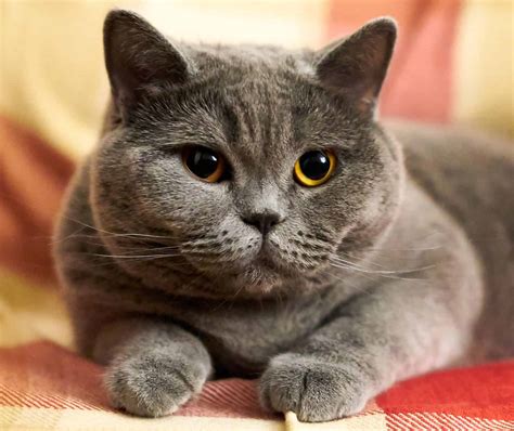 British Shorthair Cat - Everything About British Shorthairs