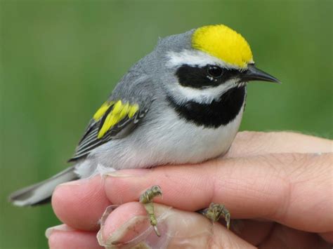 NJDEP| Fish & Wildlife | Endangered and Nongame Species Conservation Act