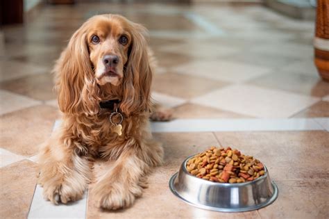 Meu Cachorro Não Quer Comer Só Bebe Água - Meu cachorro não quer comer e só bebe água – e agora? | Blog da Cobasi