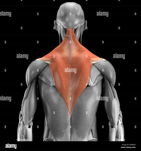 trapezius muscles  res stock photography  images alamy