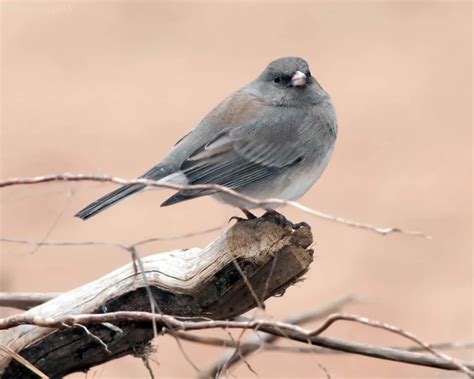 Dark-Eyed Junco - Facts, Diet, Habitat & Pictures on Animalia.bio