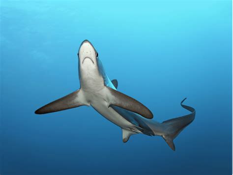 Thresher shark - Alchetron, The Free Social Encyclopedia