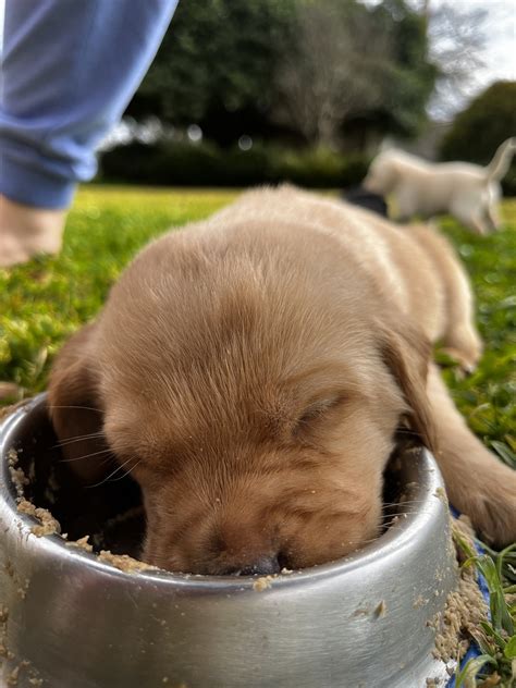 Filhote De Cachorro Labrador - Foto gratuita no Pixabay - Pixabay