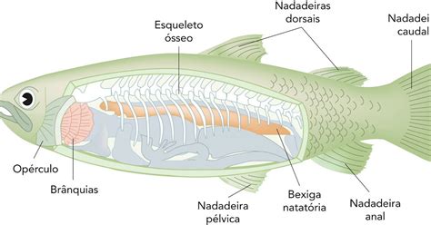 Bexiga Natatória Para Que Serve - EURITMIA VERNÁCULA: Bexiga natatória