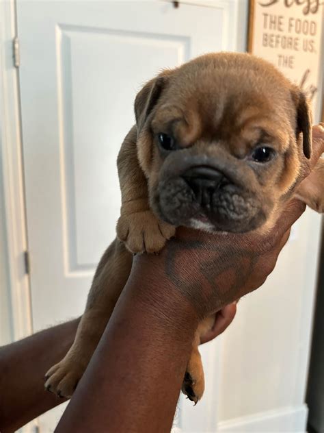 Bulldog Puppies For Sale In Georgia