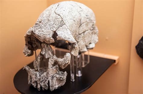 Humans Descended From At Least Two Ancestral Populations That Split ...