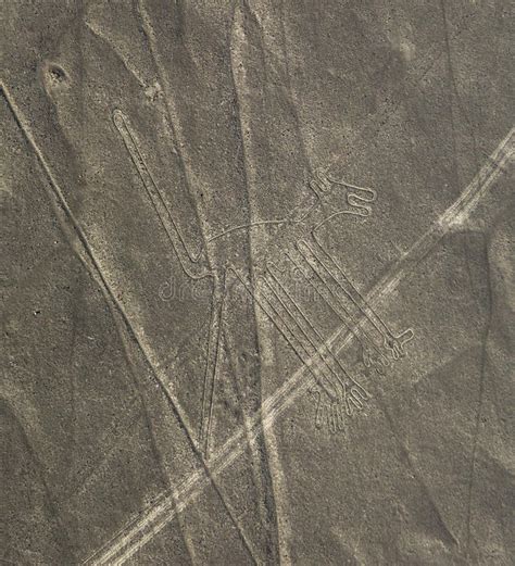 Nazca Lines - The Dog stock image. Image of destination - 95263639 ...