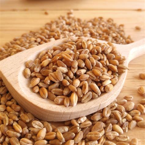 grain wheat seeds  susan mcdaniel blog