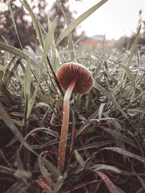 Best Mashroom Photos · 100% Free Download · Pexels Stock Photos