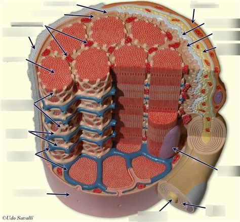 Skeletal muscle fiber labeled Diagram | Quizlet