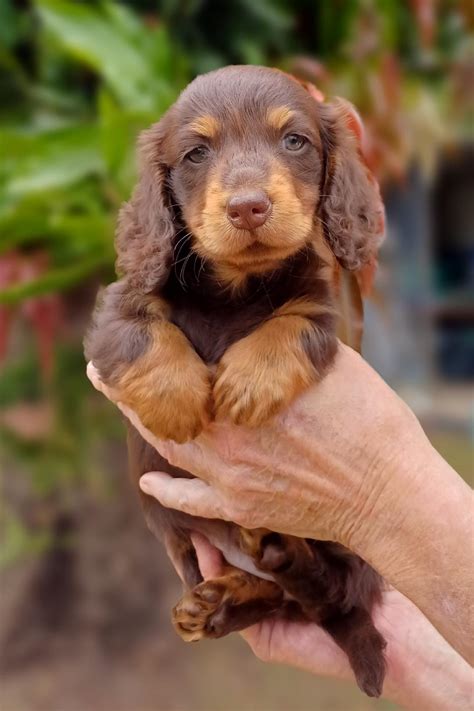 miniature dachshund woodford petsforhomes