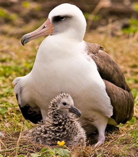 A rare window on the lives of young albatrosses