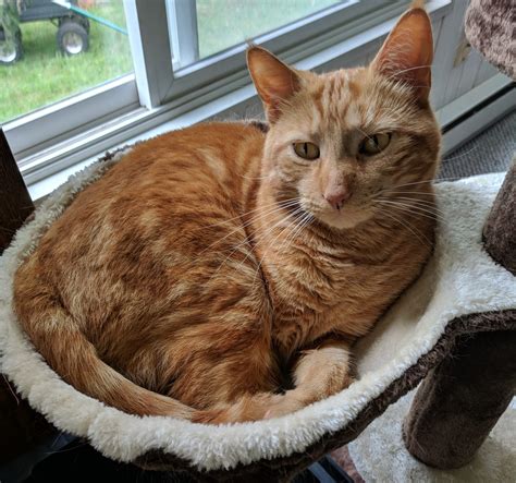 When Your Cat Has Diarrhea... What Goes in Affects What Comes Out