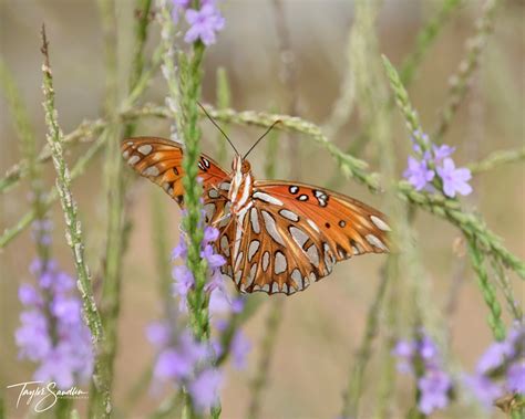 Gulf Fritillary | Texas Butterfly