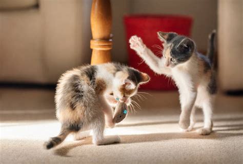 cats kittens playing stock  pictures royalty