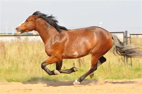 Brown horse running Images - Search Images on Everypixel