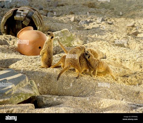 Meerkats fighting hi-res stock photography and images - Alamy