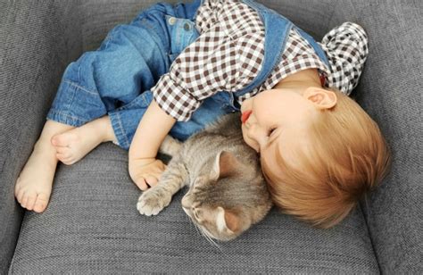 Top 10 Cat Breeds for Kids | BeChewy