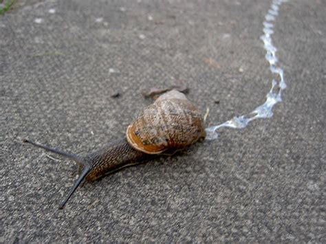 Snail Trail | The Lobster-Quadrille "Will you walk a little … | Flickr