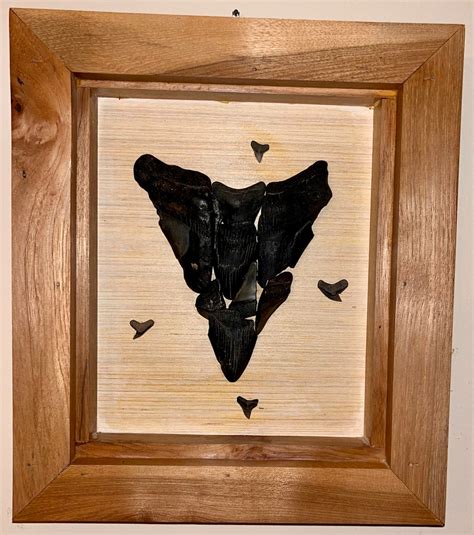 Fossil Megalodon Tooth Art - Etsy