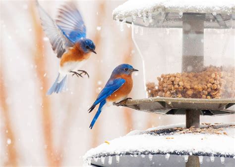 How to Attract Birds in the Winter and Feed Them What They Need