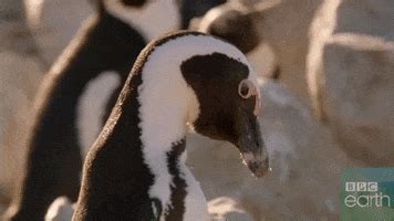 Penguin Hug GIFs - Find & Share on GIPHY