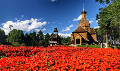 Campos De Flores No Brasil - Campos de flores no Paraná encantam os turistas - Angelo Rigon
