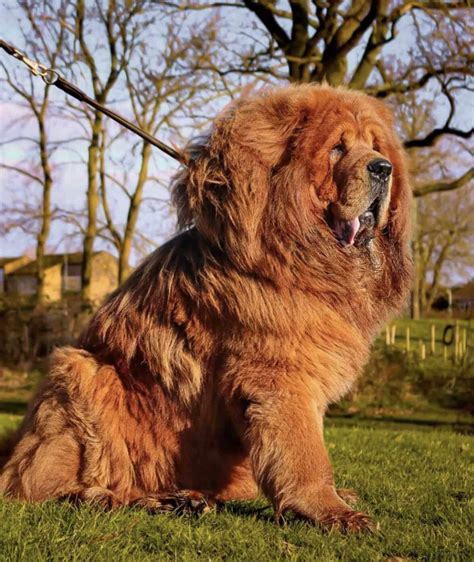 tibetan mastiff price  india  expenses included petsyfy