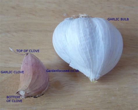 Garlic Bulb Vs Garlic Clove