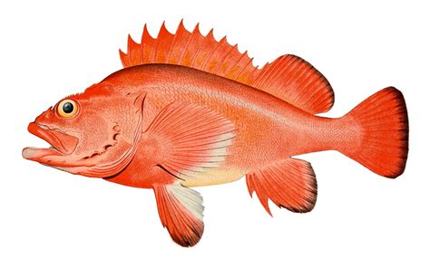 Rockfish Fish Guide: Habitat, Diet, Life Cycle, and Facts - FishOnTips