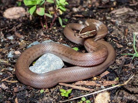 Brown House Snake (Boaedon capensis) from Worcester, Western Cape