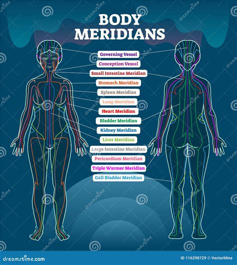 Body Meridian System Vector Illustration Scheme, Chinese Energy