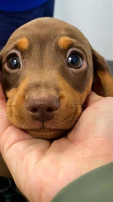 Cute Dachshund | Cute dogs, Dachshund puppy miniature, Dachshund puppies