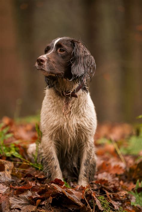 Springer Rescue Scotland | Dedicated to rescuing and rehoming Spaniels