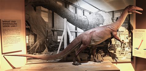 Connecticut State Dinosaur A Dinosaur From Montana Had Huge Blade Like