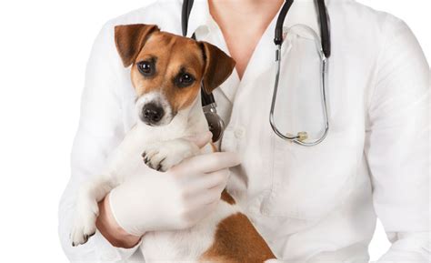 24 Hour Emergency Vet Clinics - Veterinary Practice News