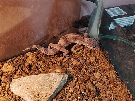 is it normal gecko sick for beginners