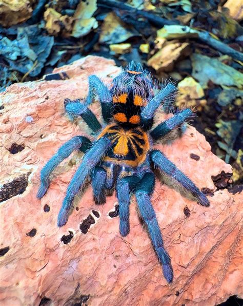 world tarantulas westside tarantulas