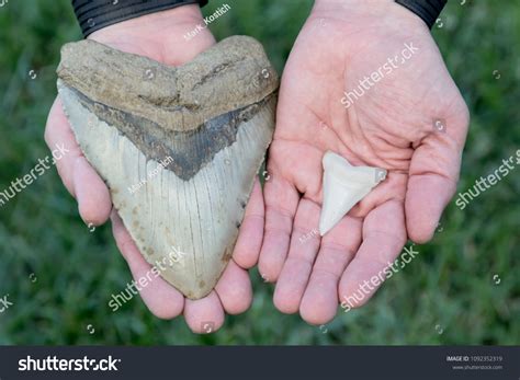 1,127 Megalodon Tooth Images, Stock Photos, 3D objects, & Vectors