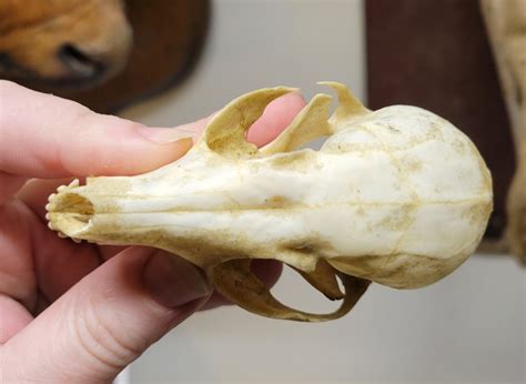 Fennec Fox Skull #00359 - Craniates Curiosites: Oddity Sales and ...