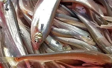 pabda fish  kg fish  hugli chinsurah id